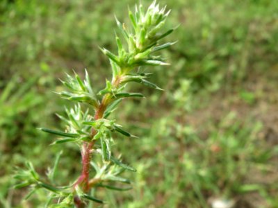 20140810Salsola_tragus2
