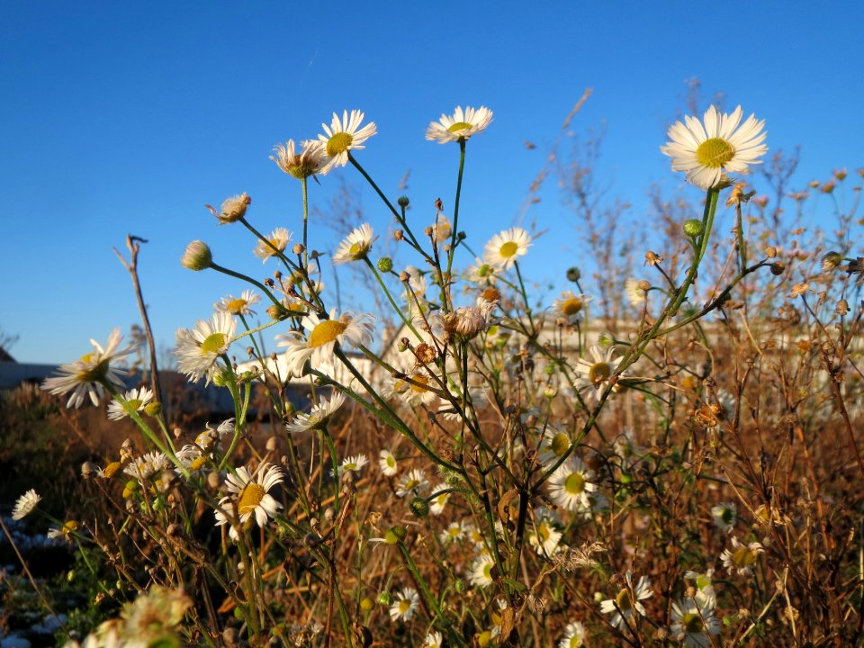 20141228Erigeron_annuus1
