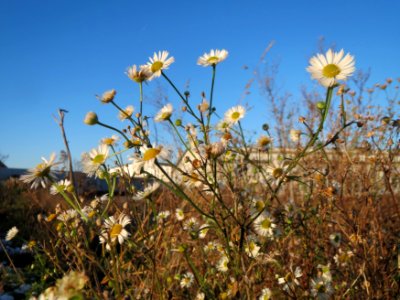 20141228Erigeron_annuus1