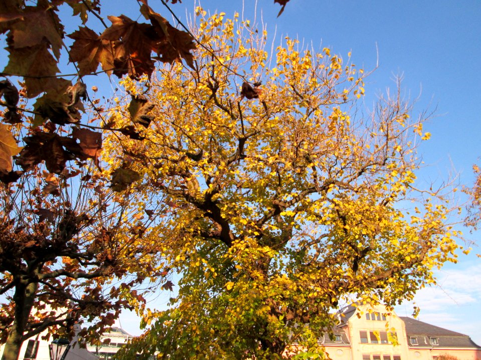 20141122Morus_alba1