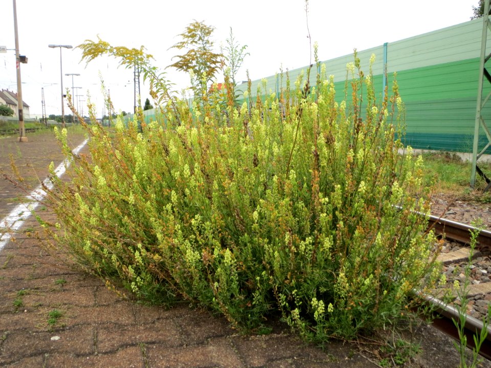20140810Reseda_lutea1