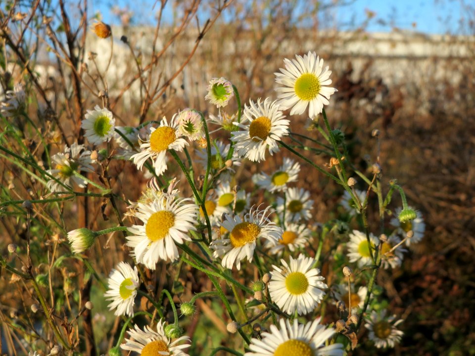 20141228Erigeron_annuus2