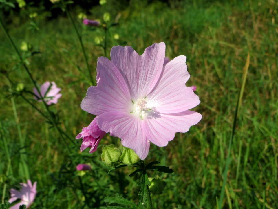 20140906Malva_alcea3