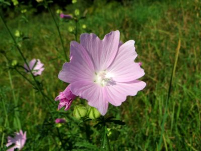 20140906Malva_alcea3 photo