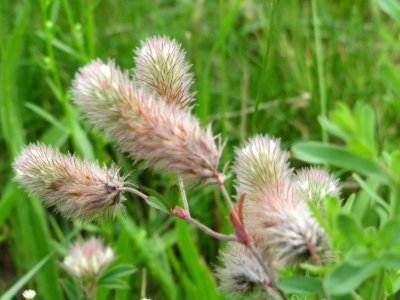 20140810Trifolium_arvense2