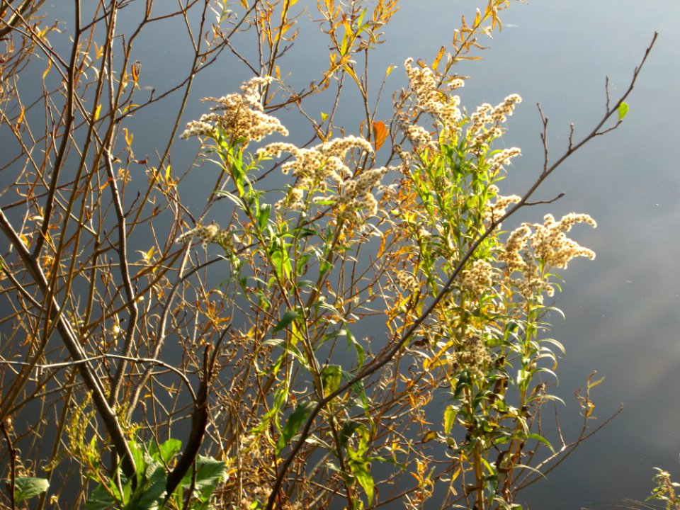20141027Solidago_canadensis