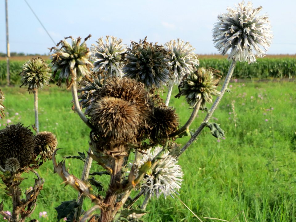 20140907Echinops_sphaerocephalus2