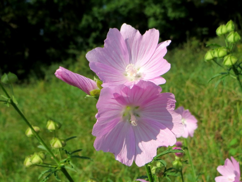 20140906Malva_alcea2