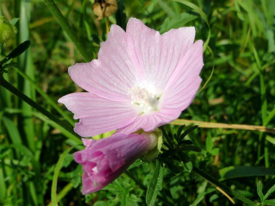 20140906Malva_alcea4