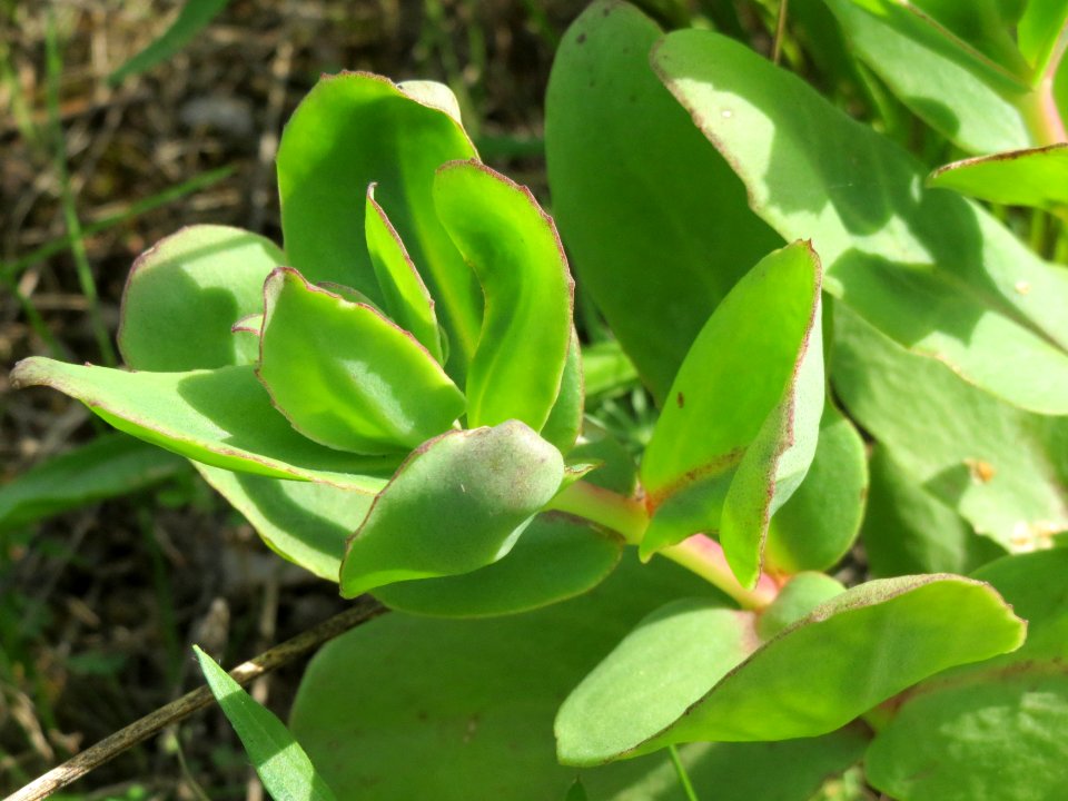 20140811Hylotelephium_telephium11