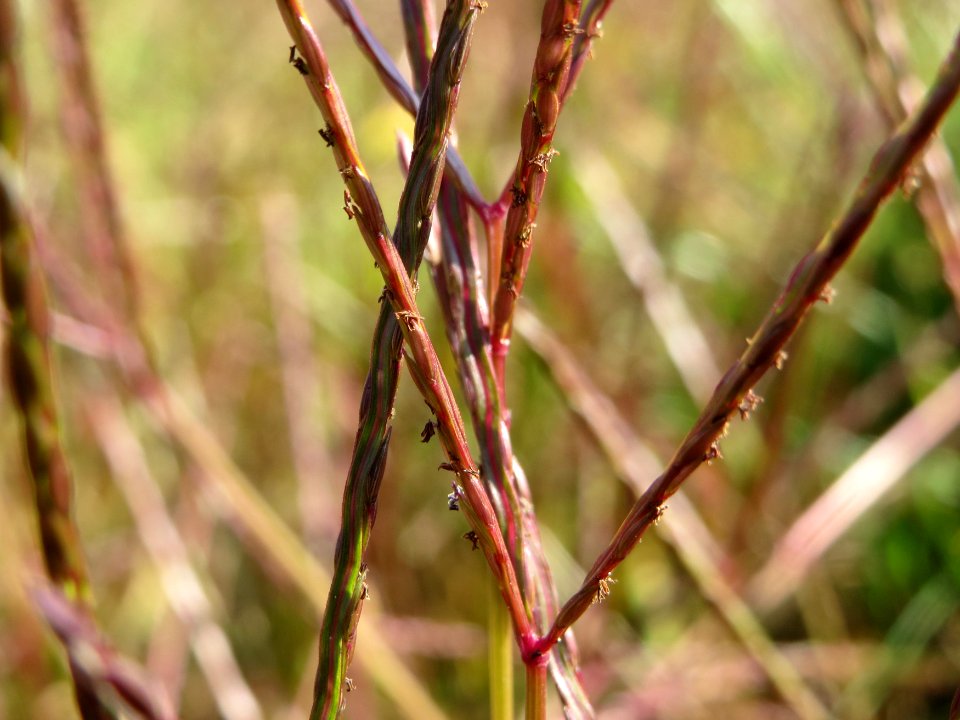 20140906Digitaria_sanguinalis4