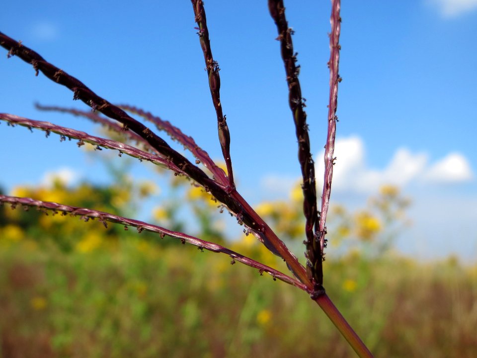 20140906Digitaria_sanguinalis3