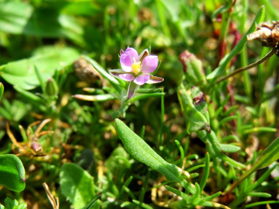 20140905Spergula_rubra3