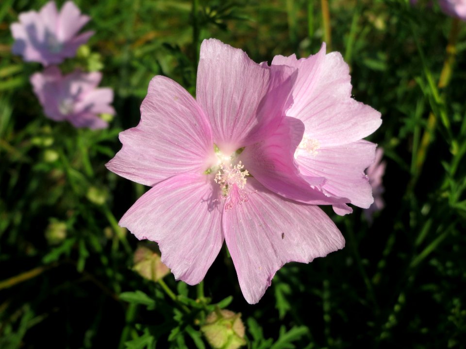 20140906Malva_alcea5