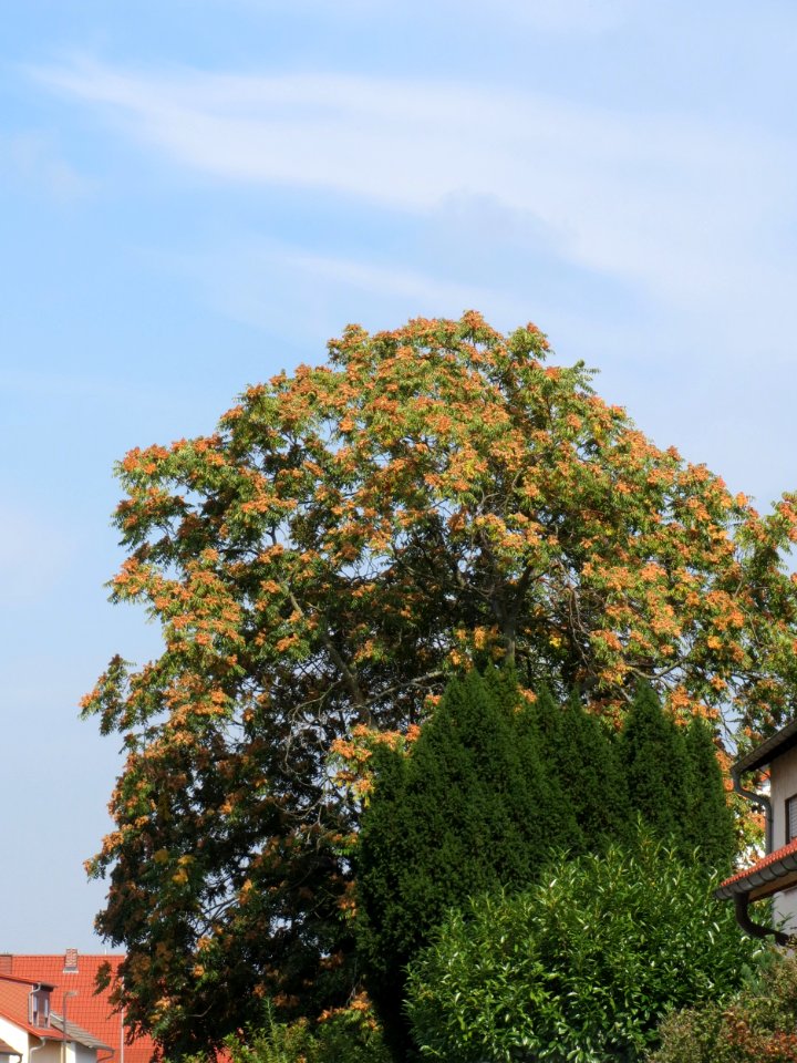 20140905Ailanthus_altissima1
