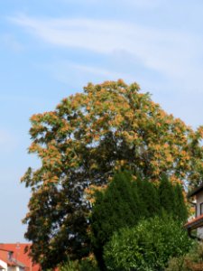 20140905Ailanthus_altissima1 photo