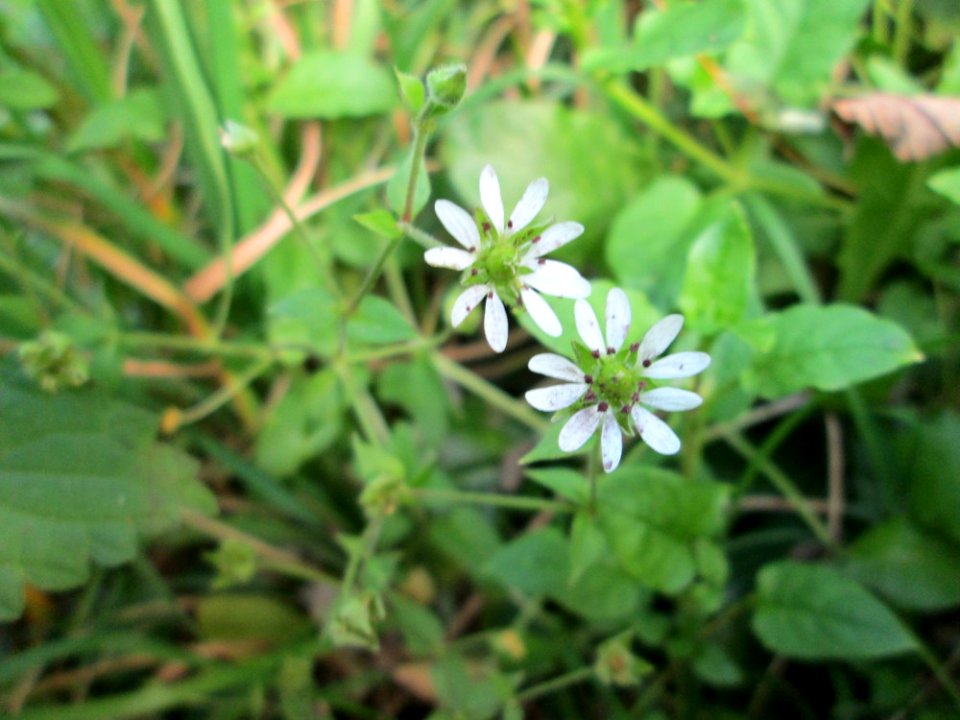 20141026Myosoton_aquaticum3