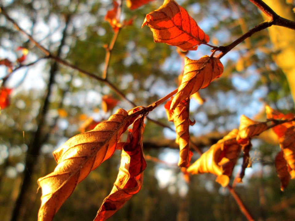 20141101Carpinus_betulus1