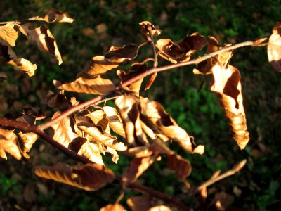 20141101Carpinus_betulus3