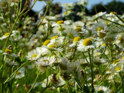 20140906Erigeron_annuus