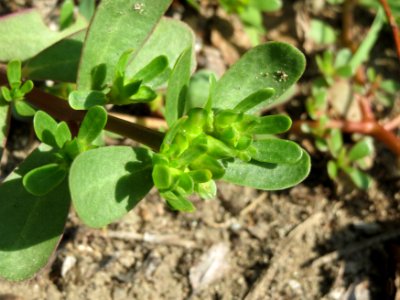 20140906Portulaca_oleracea1