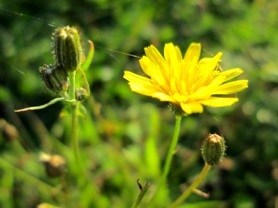 20141101Hypochaeris_radicata