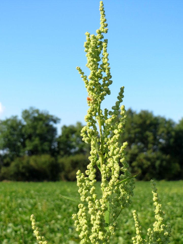 20140906Chenopodium_album