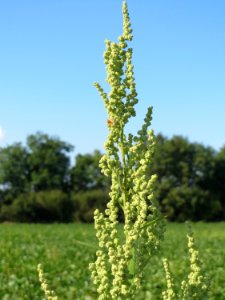 20140906Chenopodium_album