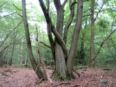20140726Carpinus_betulus2