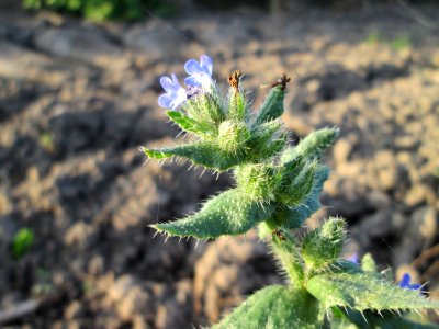 20141101Anchusa_arvensis2