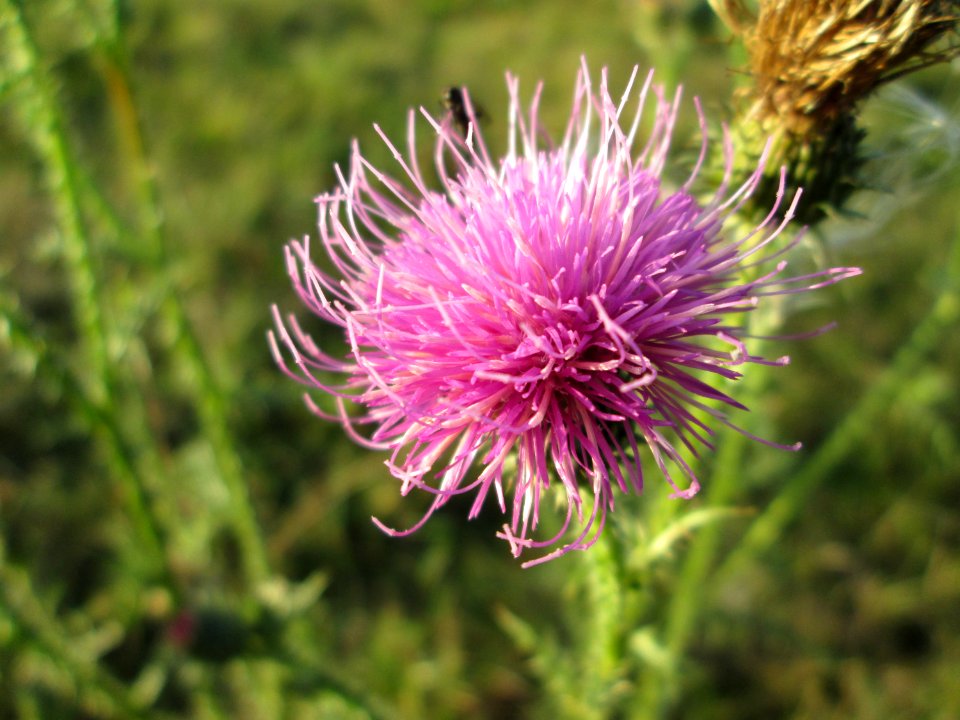 20141101Carduus_acanthoides2