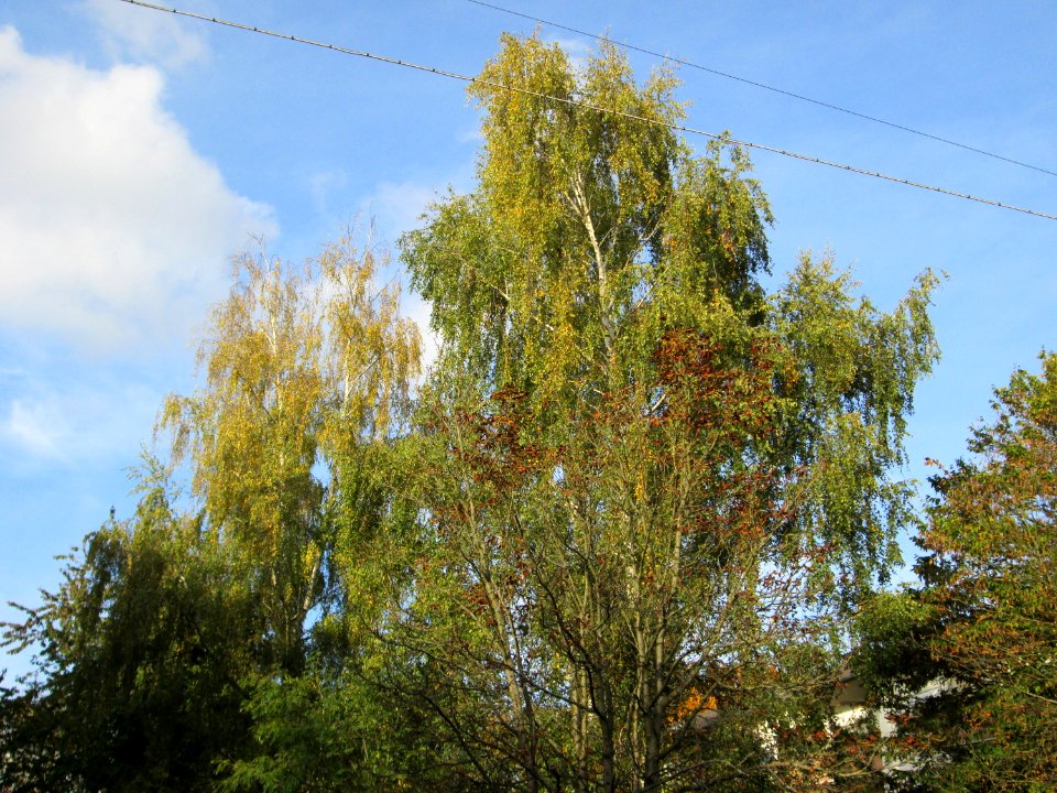 20141026Betula_pendula3