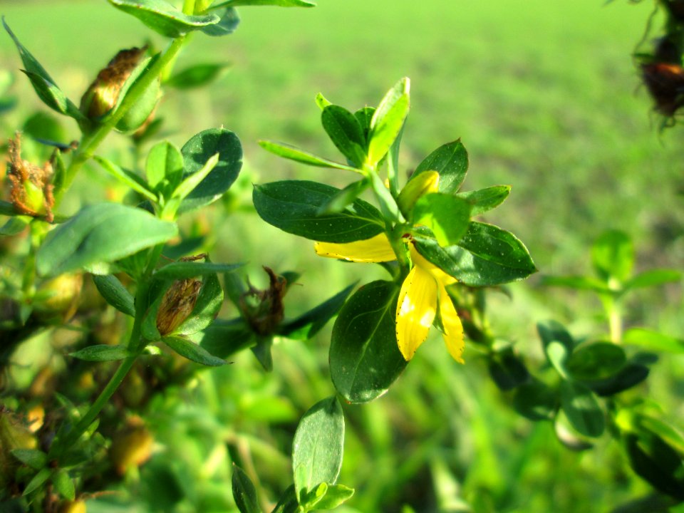 20141101Hypericum_perforatum2