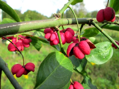 20141026Euonymus_europaeus