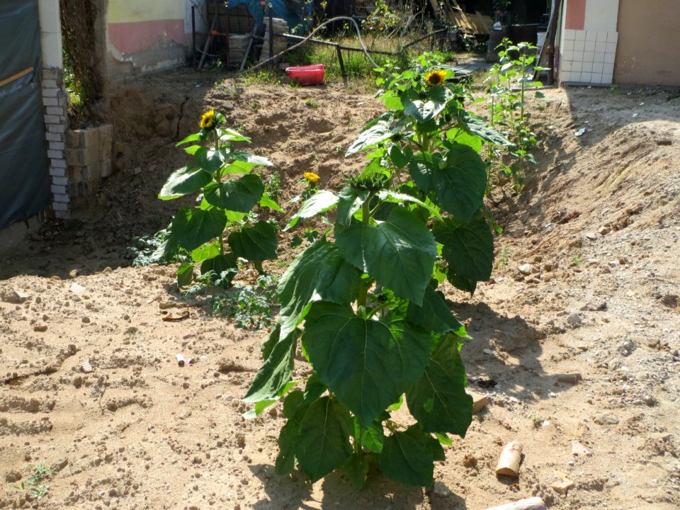 20140906Helianthus_annuus2