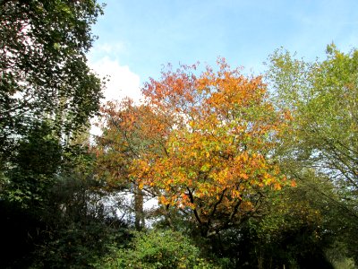 20141026Quercus_rubra1