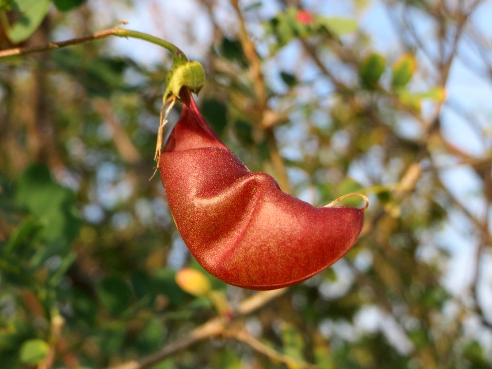 20140907Colutea_arborescens4