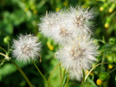 20140905Senecio_vulgaris4