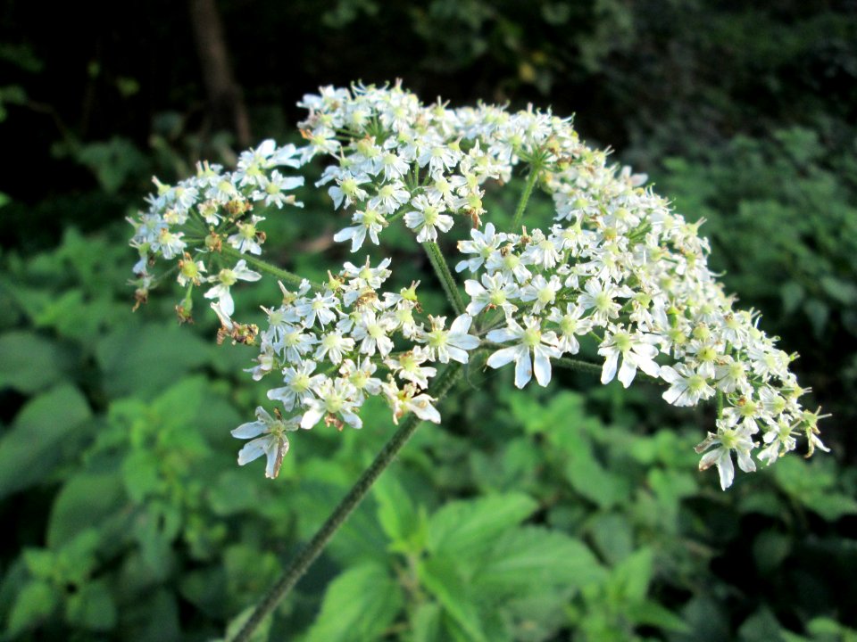 20141026Heracleum_sphondylium4