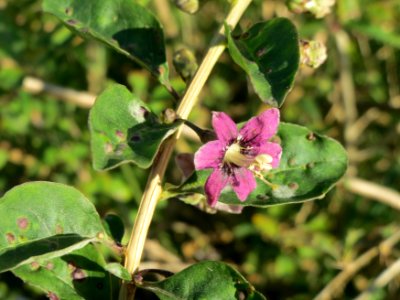 20140827Lycium_barbarum8