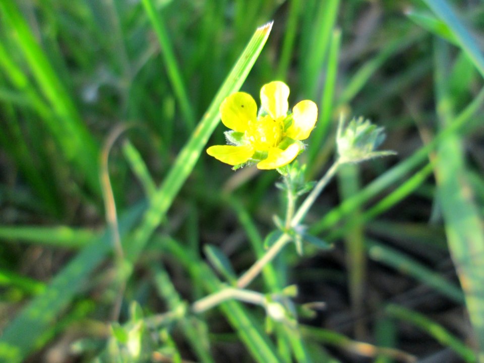 20141101Potentilla_argentea1