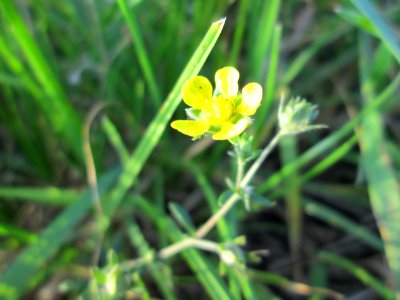 20141101Potentilla_argentea1