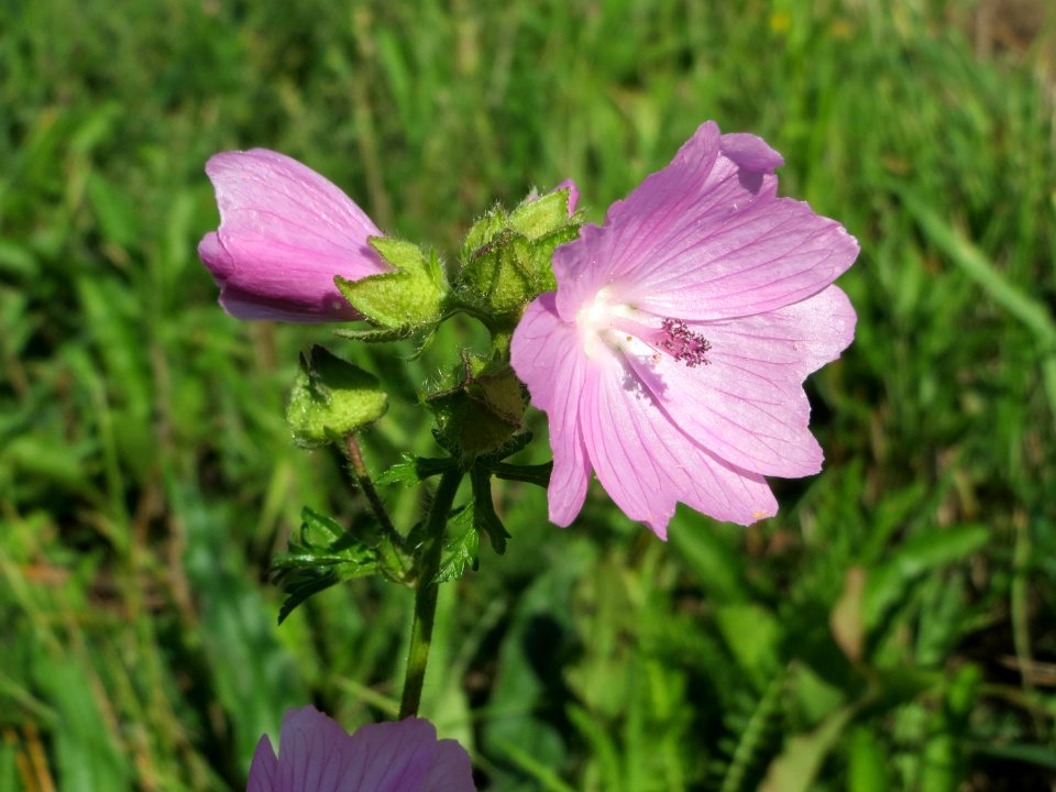 20140827Malva_moschata3