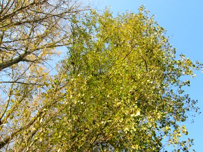 20141101Populus_x_canadensis4