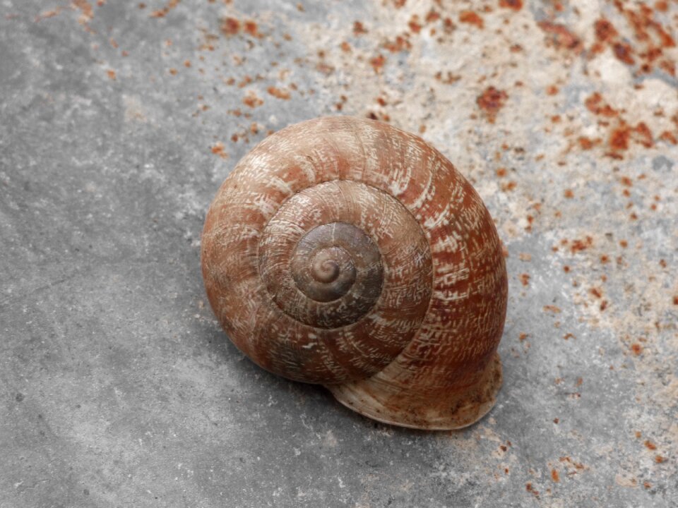 Shell spiral texture