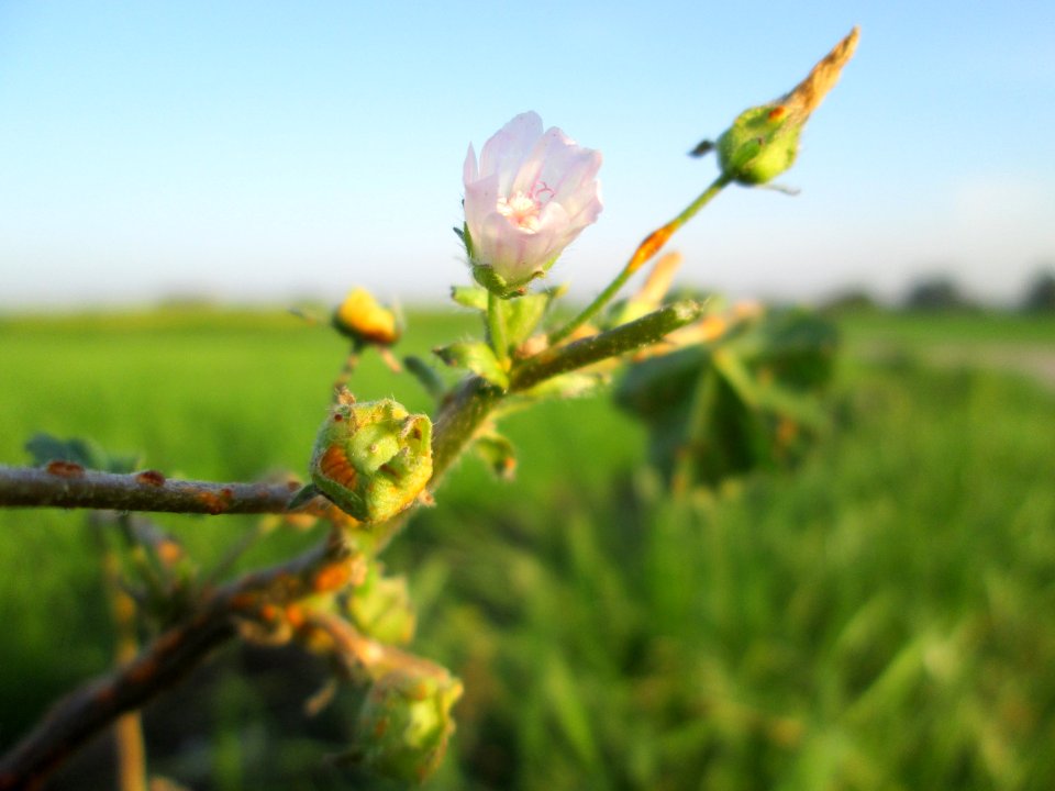 20141101Malva_neglecta1
