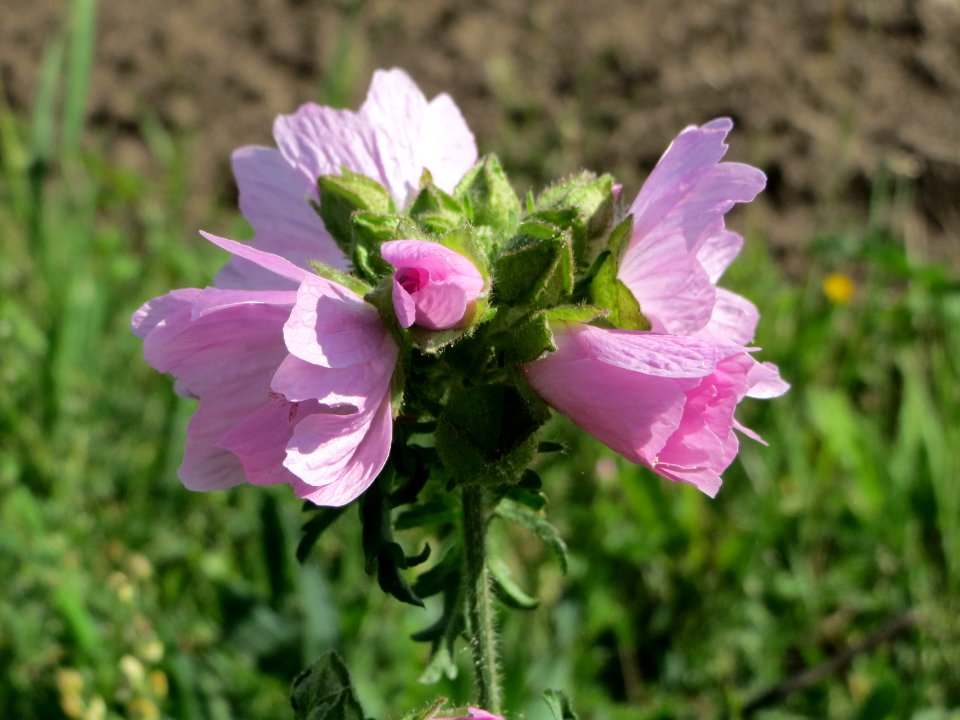 20140827Malva_moschata1