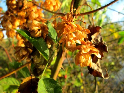 20141027Humulus_lupulus