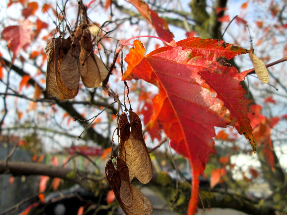 20141031Acer_ginnala_2