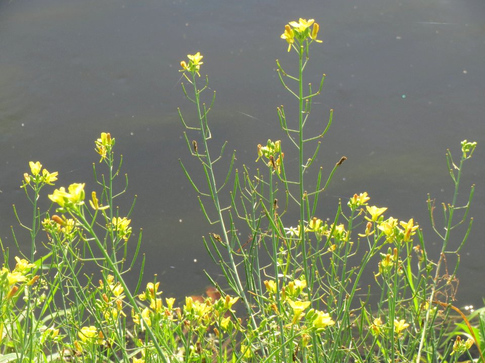 20140920Diplotaxis_tenuifolia